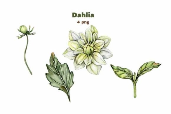 Download Dahlia, Watercolor Flower Set. - Watercolor flower set Collection