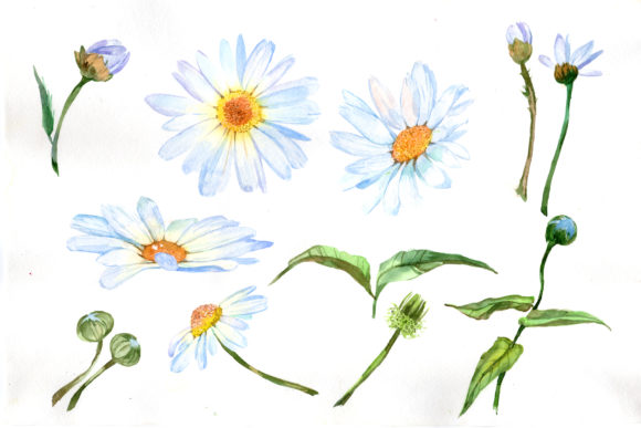 Download White Daisy Watercolor Flower Set - Watercolor flower set Collection