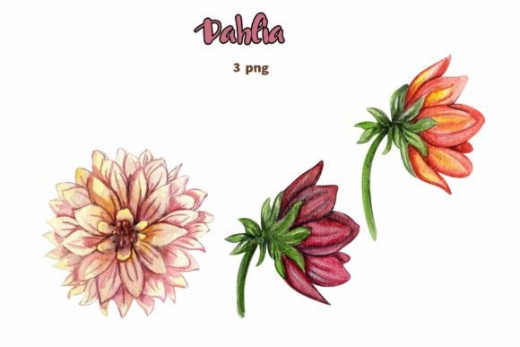 Download Dahlia, Watercolor Flower Set. - Watercolor flower set Collection